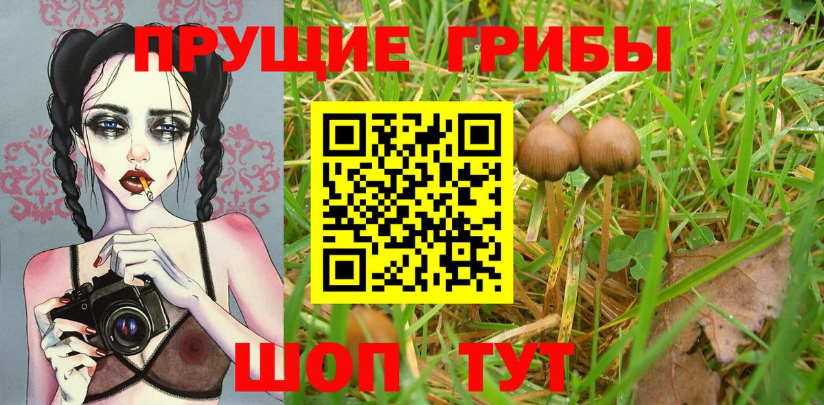 Кореновск  Псилоцибиновые грибы ЛСД  Вход с VPN  Псилоцибиновые грибы MAGIC MUSHROOMS 